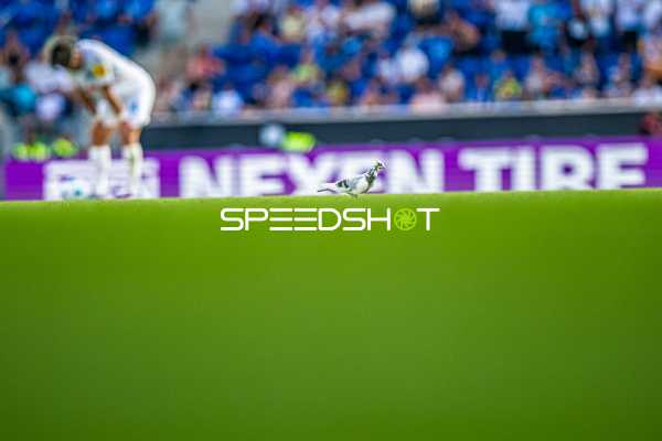 Fußball I Herren I Saison 2024-2025 I Bundesliga I 1. Spieltag I TSG 1899 Hoffenheim - Holstein Kiel I 24.08.2024 Taube auf dem Spielfeld
Ort: Sinsheim, Germany
Datum: 24.08.2024