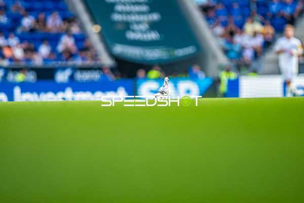 Fußball I Herren I Saison 2024-2025 I Bundesliga I 1. Spieltag I TSG 1899 Hoffenheim - Holstein Kiel I 24.08.2024 Taube auf dem Spielfeld
Ort: Sinsheim, Germany
Datum: 24.08.2024