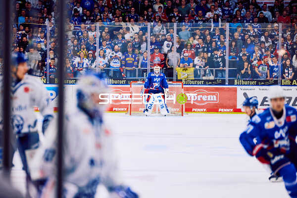 Adler Mannheim vs Straubing Tigers 14:00 Uhr