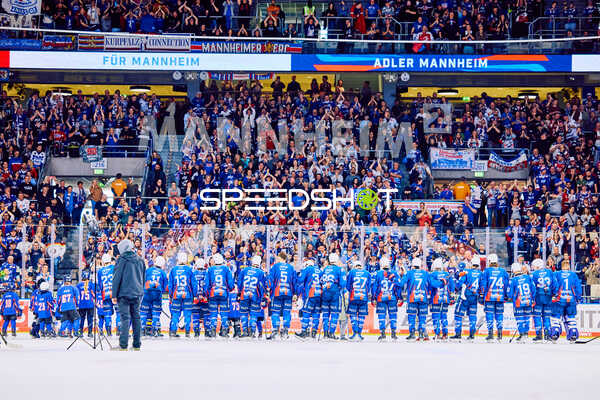 Adler Mannheim vs Straubing Tigers 14:00 Uhr