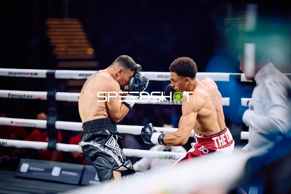 Boxer in Ringside Zone