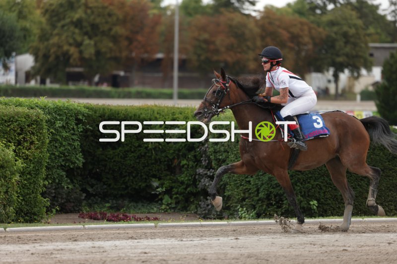 Jockey auf Pferd #3 im Galopp auf der Rennbahn Mariendorf