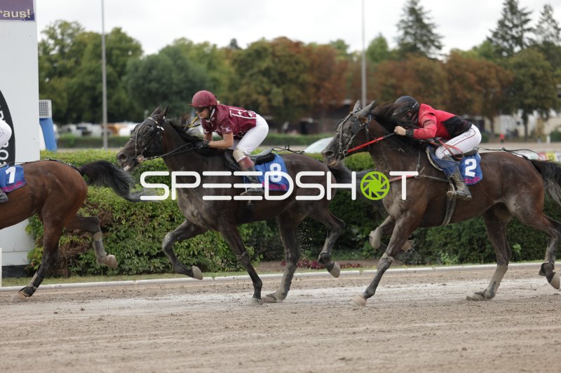 Galopprennen auf der Rennbahn Berlin Mariendorf – Startnummer 8 im Zweikampf