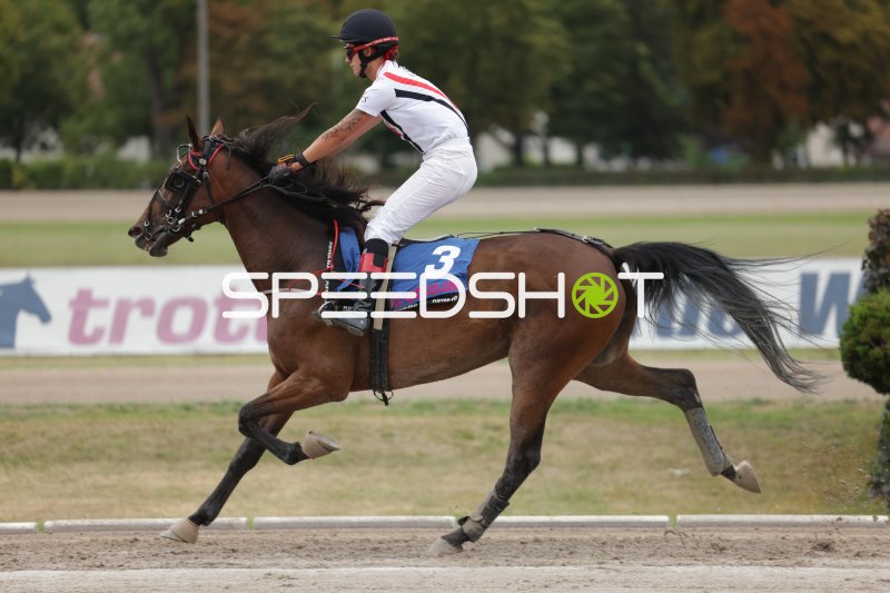 Jockey auf Pferd #3 im Galopp auf der Rennbahn Berlin Mariendorf