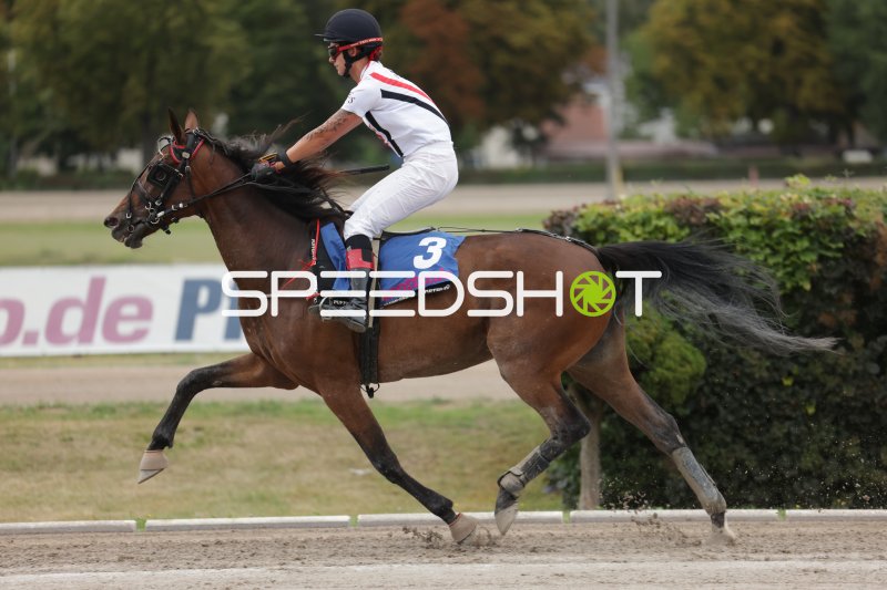 Jockey auf Pferd #3 im Galopp auf der Rennbahn Berlin Mariendorf