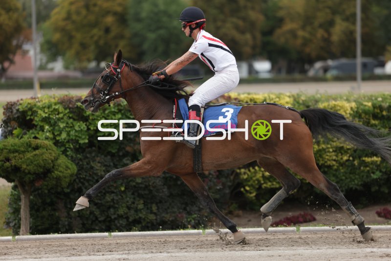 Jockey auf Pferd #3 im Galopp auf der Rennbahn Berlin Mariendorf