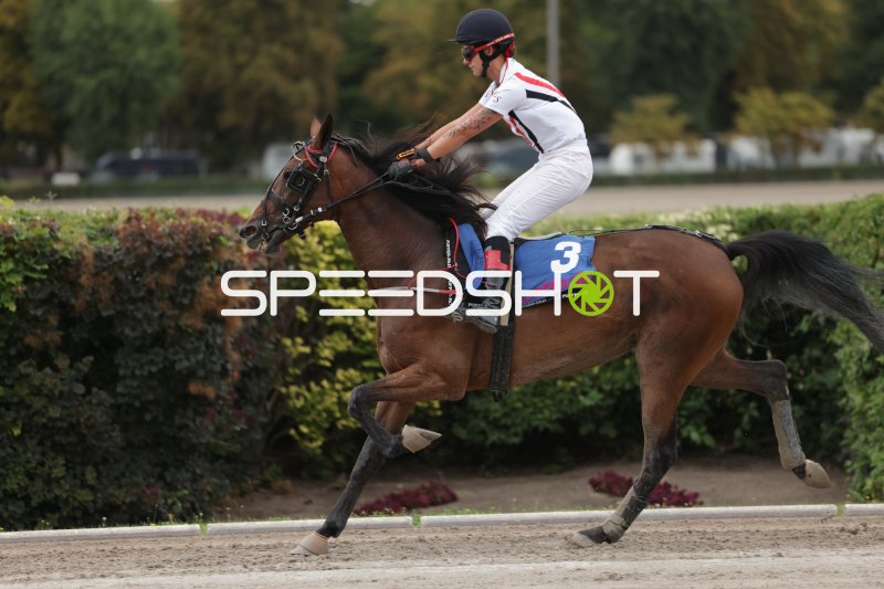 Pferd #3 im Galopp auf der Rennbahn Berlin Mariendorf
