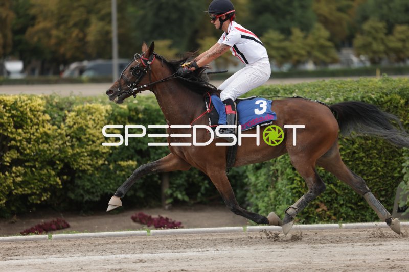 Jockey auf Pferd #3 im Galopp auf der Rennbahn Berlin Mariendorf