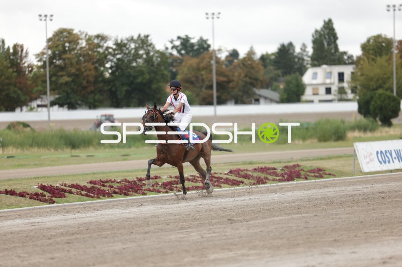 Jockey auf braunem Pferd im Galopp auf der Rennbahn Mariendorf