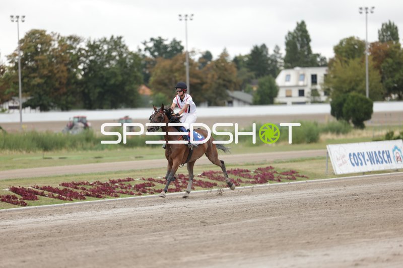 Jockey auf braunem Pferd beim Galopp auf der Rennbahn Mariendorf
