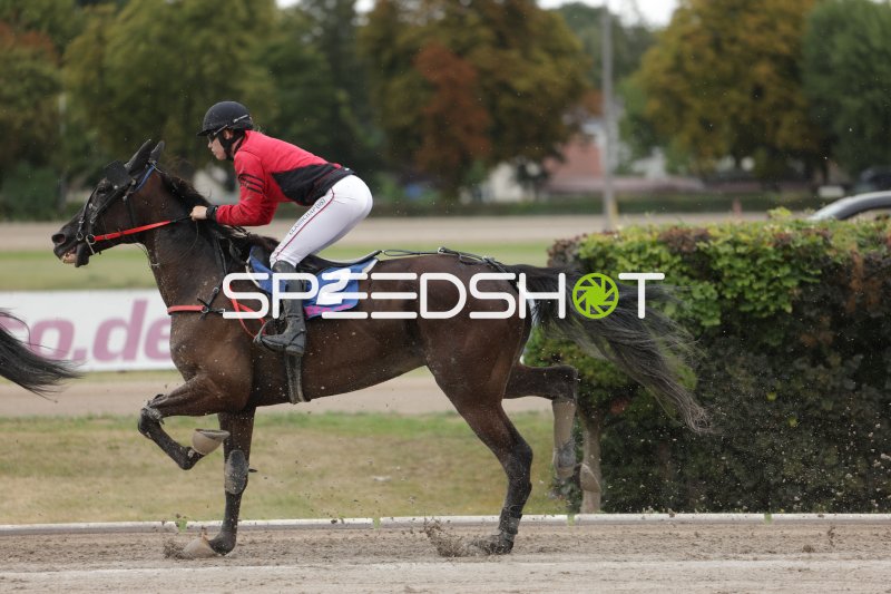 Jockey auf Pferd #2 im Galopp auf der Rennbahn Berlin Mariendorf