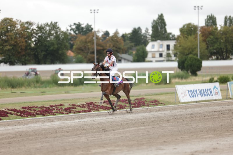 Jockey auf braunem Pferd im Galopp auf der Rennbahn Mariendorf