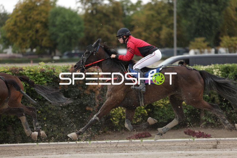 Jockey auf Pferd #2 im Galopp auf der Rennbahn Mariendorf