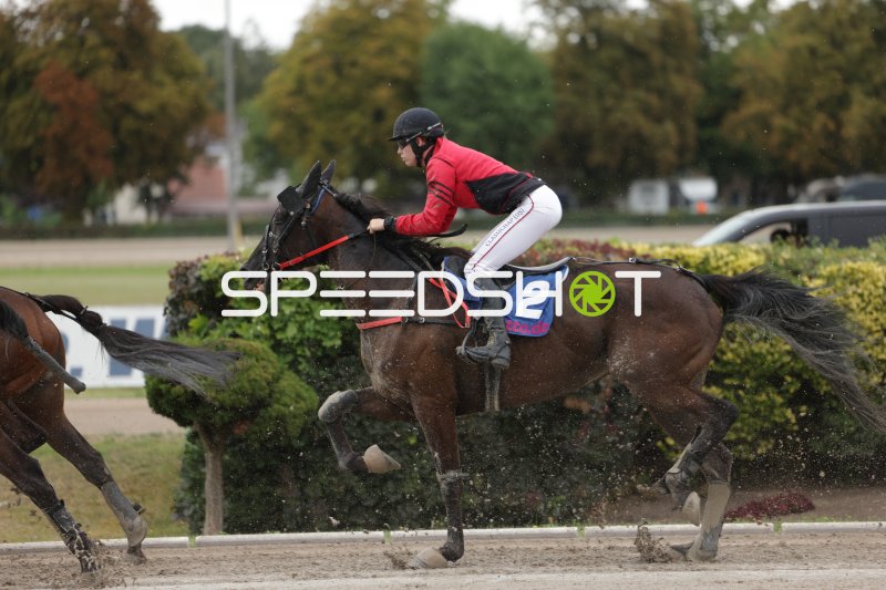 Jockey (#2) im Galopp auf der Rennbahn Berlin Mariendorf