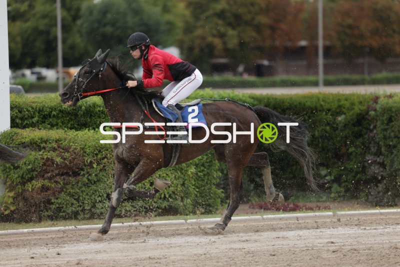 Jockey auf Pferd #2 im Galopp auf der Rennbahn Berlin Mariendorf