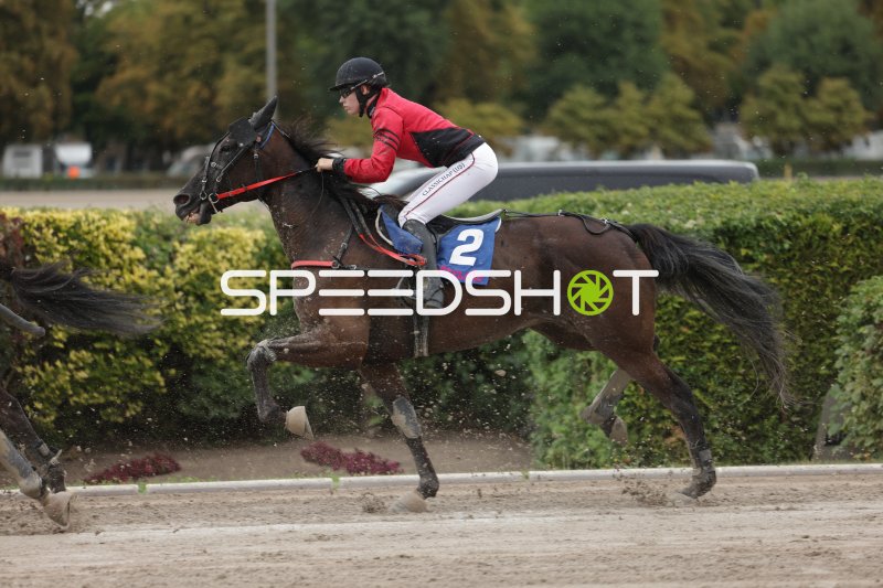 Jockey auf Pferd #2 im Galopp auf der Rennbahn Mariendorf