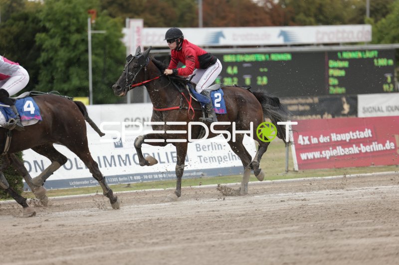 Jockey auf Startnummer 2 im Galopp auf der Rennbahn Berlin Mariendorf