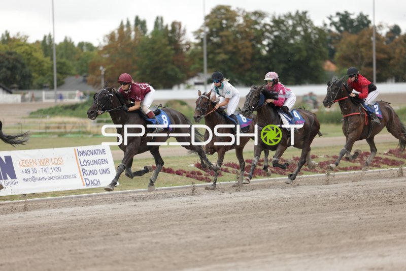 Galopprennen auf der Rennbahn Berlin Mariendorf – Pferd #8 in Führung