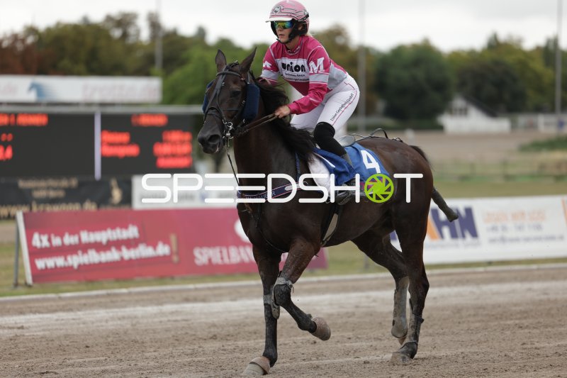Jockey auf Pferd #4 im Galopp auf der Rennbahn Berlin Mariendorf