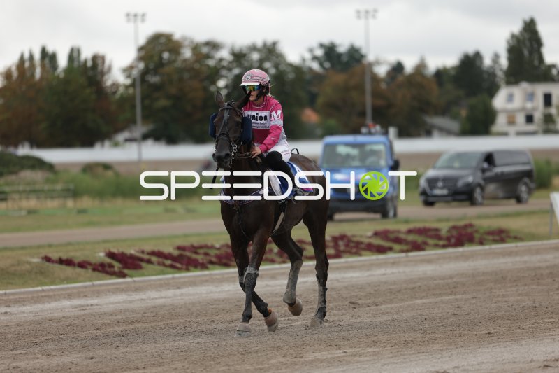 Jockey auf dunklem Pferd auf der Rennbahn Berlin Mariendorf