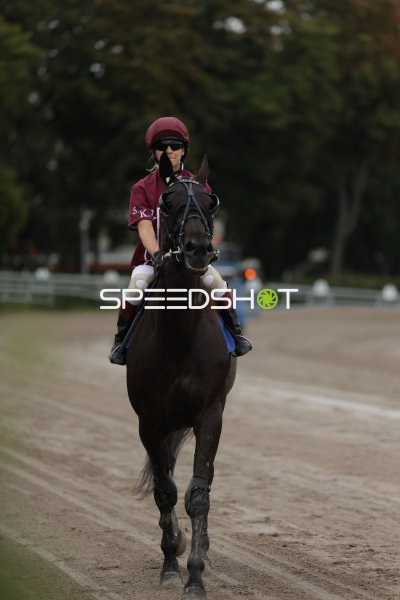 Jockey auf dunklem Pferd auf der Rennbahn Berlin Mariendorf