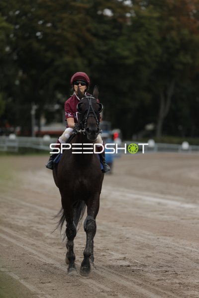 Jockey auf dunklem Pferd auf der Rennbahn Berlin Mariendorf
