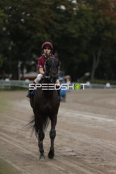 Jockey auf dunklem Pferd auf der Rennbahn Berlin Mariendorf