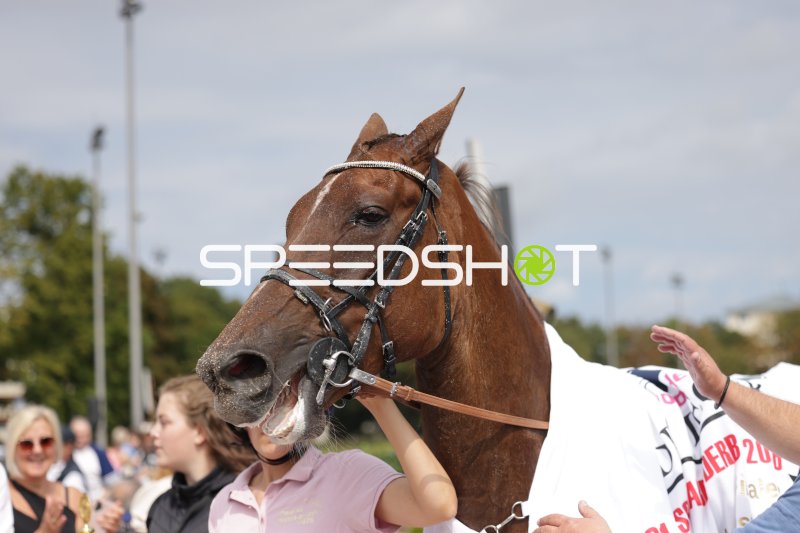 Siegerpferd mit Decke nach dem Rennen in Mariendorf