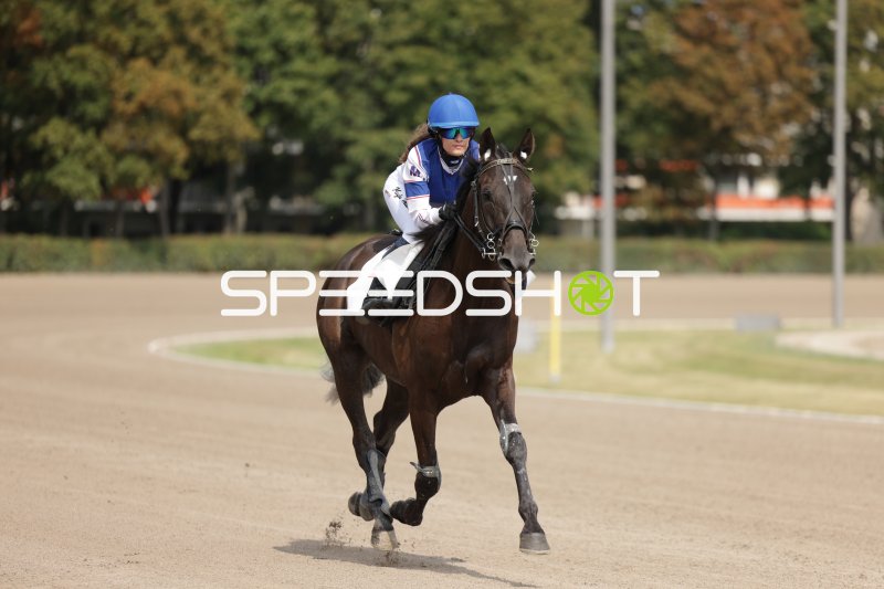 Jockey auf dunklem Pferd im Galopp auf der Rennbahn Mariendorf
