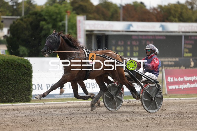 Trabrennen Startnummer 4 in vollem Galopp auf der Rennbahn Berlin Mariendorf