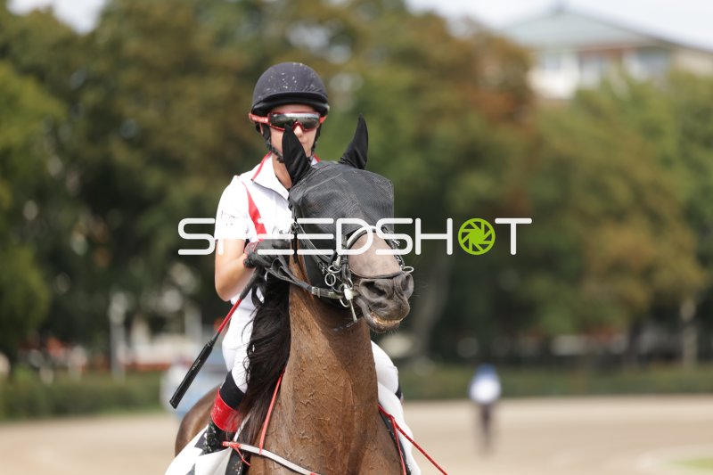 Jockey auf braunem Pferd bei Ausritt auf der Rennbahn Mariendorf