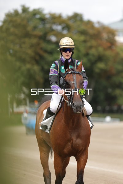 Jockey auf braunem Vollblut auf der Rennbahn Berlin Mariendorf