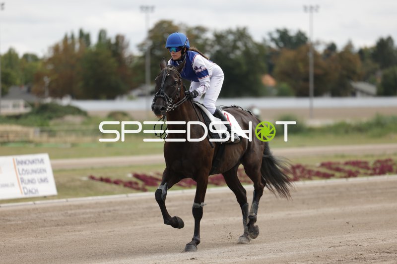 Jockey auf dunklem Pferd beim Galopp auf der Rennbahn Berlin Mariendorf