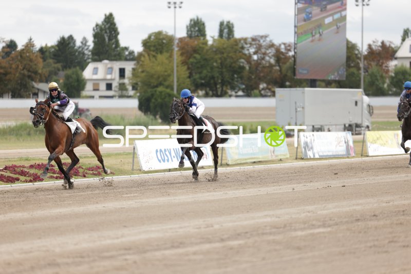 Pferderennen auf der Sandbahn der Rennbahn Berlin Mariendorf