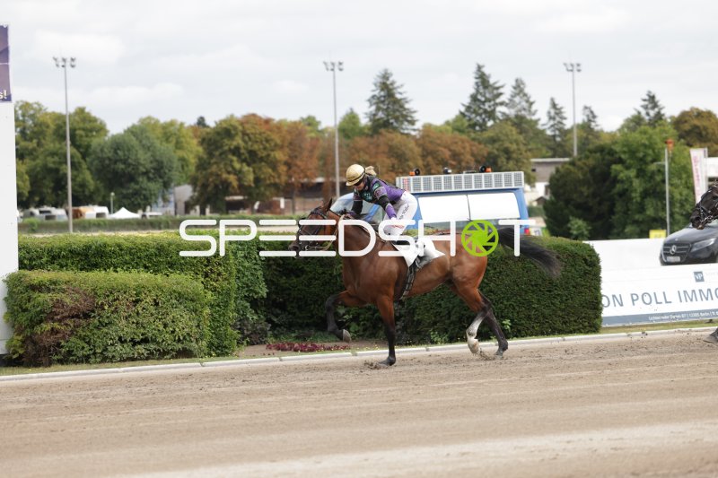 Jockey auf braunem Vollblut im Galopp auf der Rennbahn Mariendorf