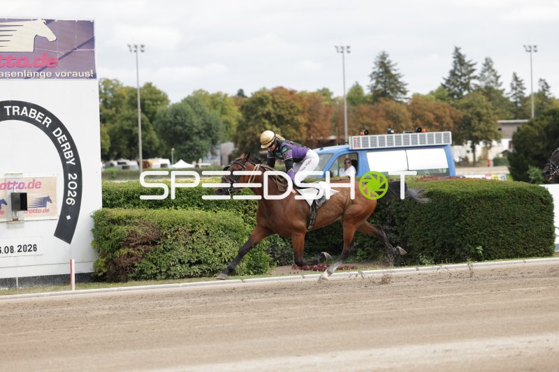 Jockey auf braunem Traber im Galopp beim Traber Derby Berlin