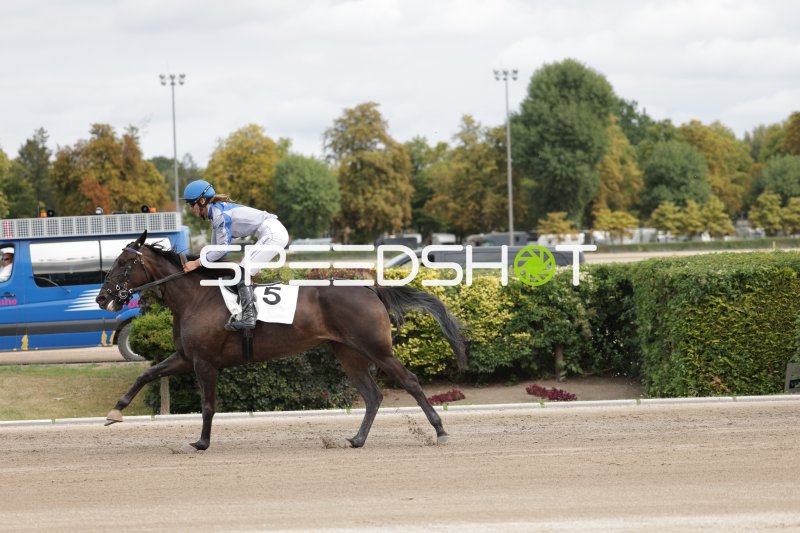 Jockey auf Pferd #5 im Galopp auf der Rennbahn Berlin Mariendorf