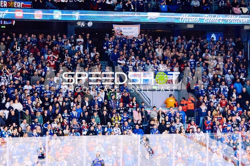 Adler Mannheim vs Schwenninger Wild Wings | 19.01.2024