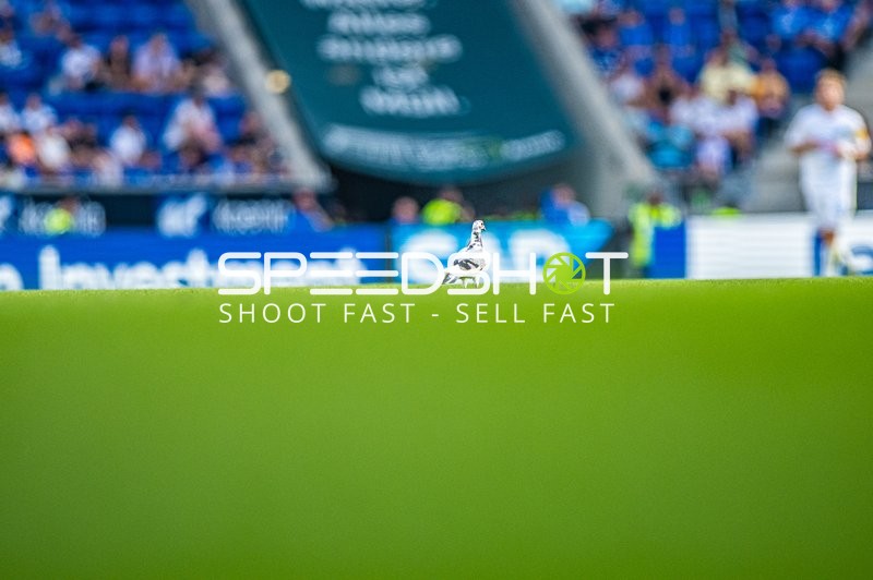 Fußball I Herren I Saison 2024-2025 I Bundesliga I 1. Spieltag I TSG 1899 Hoffenheim - Holstein Kiel I 24.08.2024