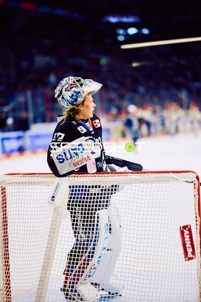 Adler Mannheim vs Schwenninger Wild Wings | 19.01.2024