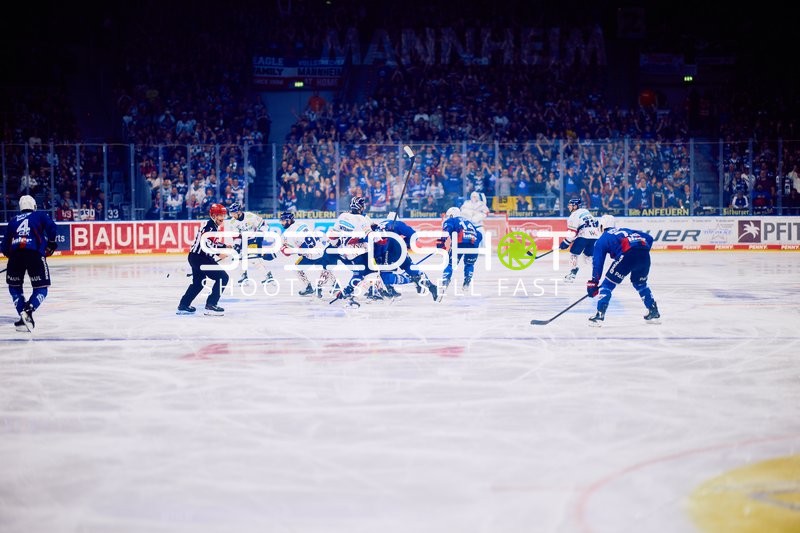 Faceoff zwischen Adler Mannheim und Eisbären Berlin