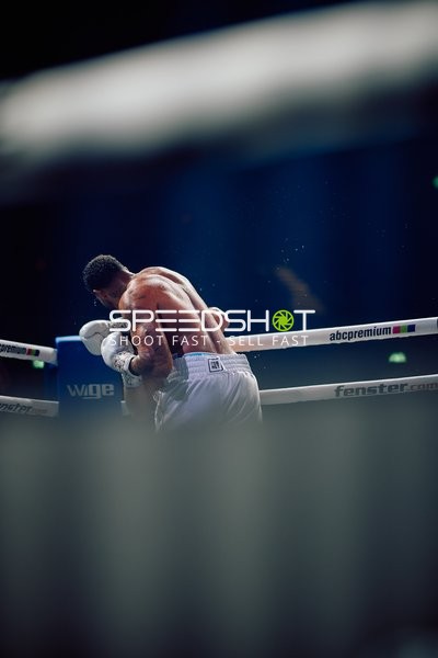 Boxer in Ringside Zone